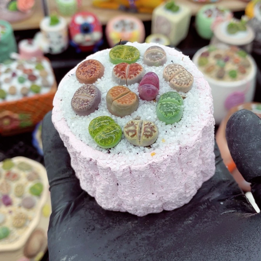 w2657--好看的彩色混合生石花肉锥