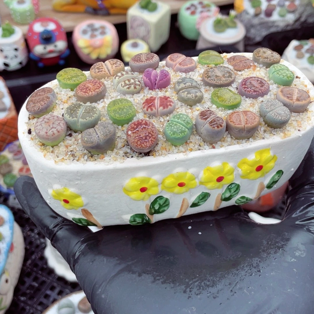 那****?w2668--好看的彩色混合生石花肉锥