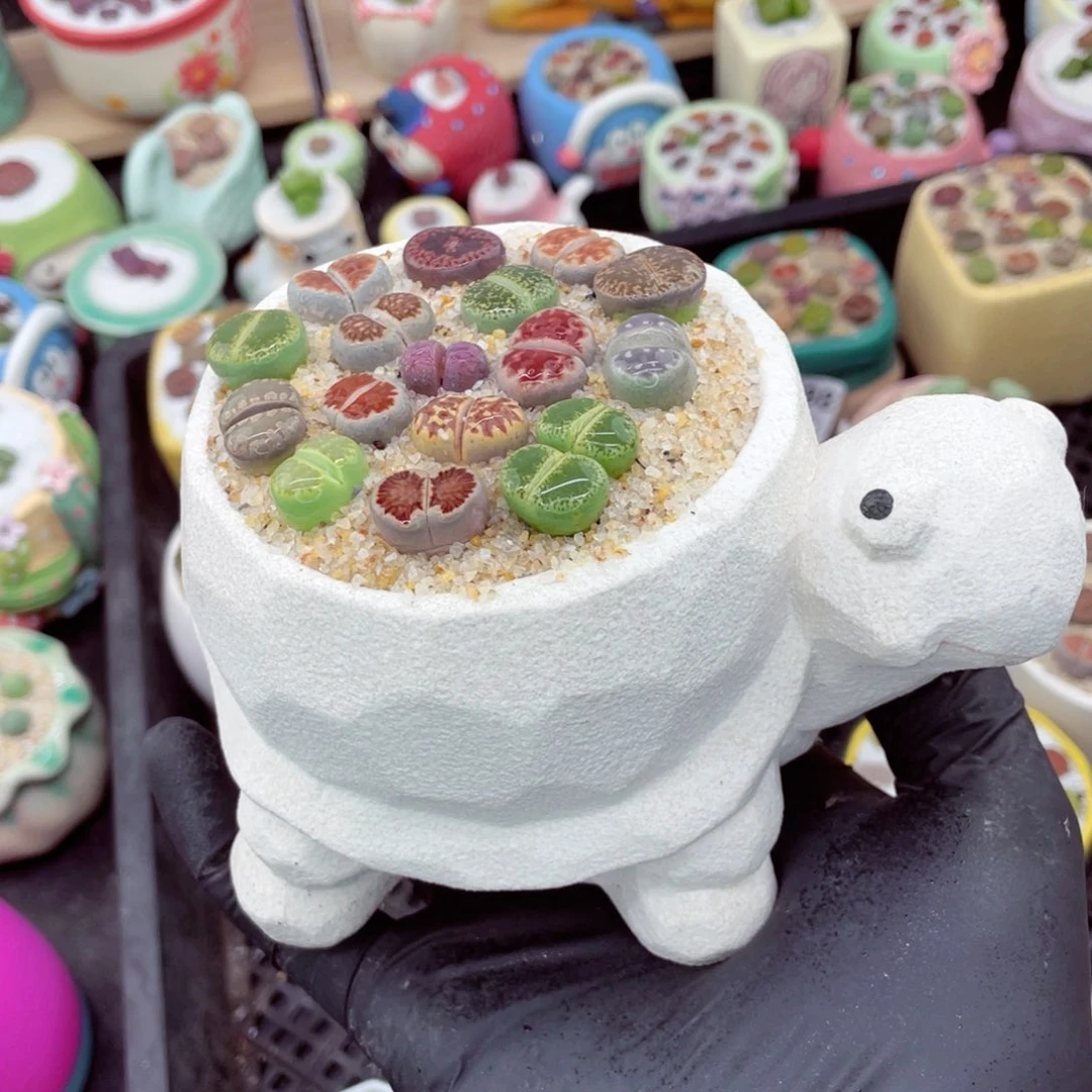 w9604--好看的彩色混合生石