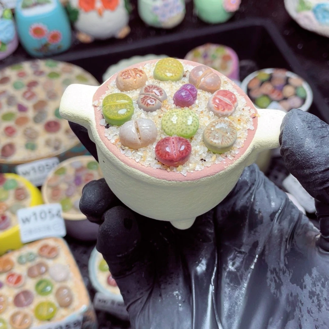 w1061--带盆土发货