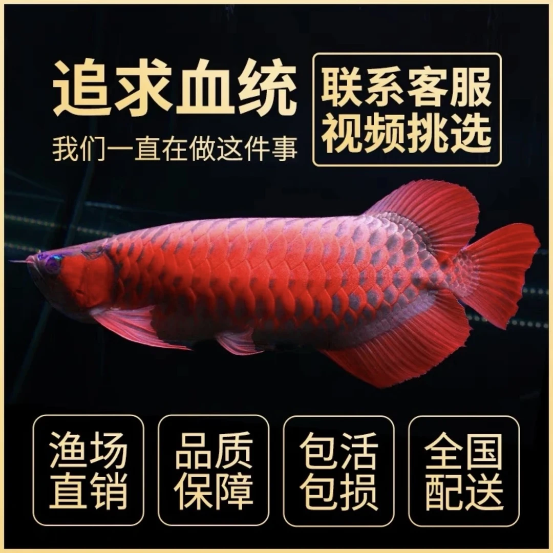 活体红龙鱼 甄选红龙 赛级红龙