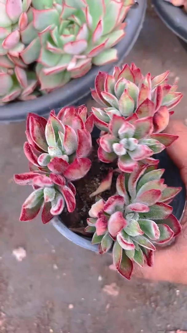 【闪购商品】红兔耳5盆（盆土）