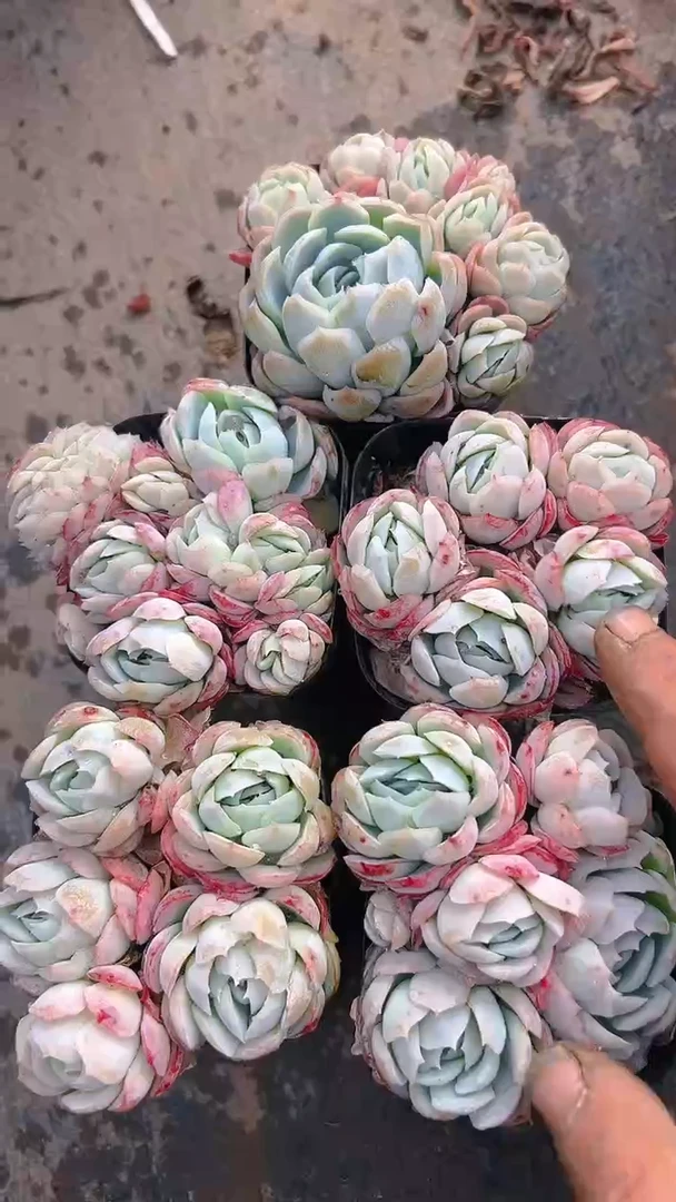 【闪购商品】香水贝瑞8盆（盆土）