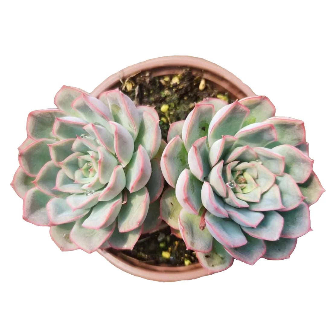 猎户座5盆！   花伴多肉 两单包邮