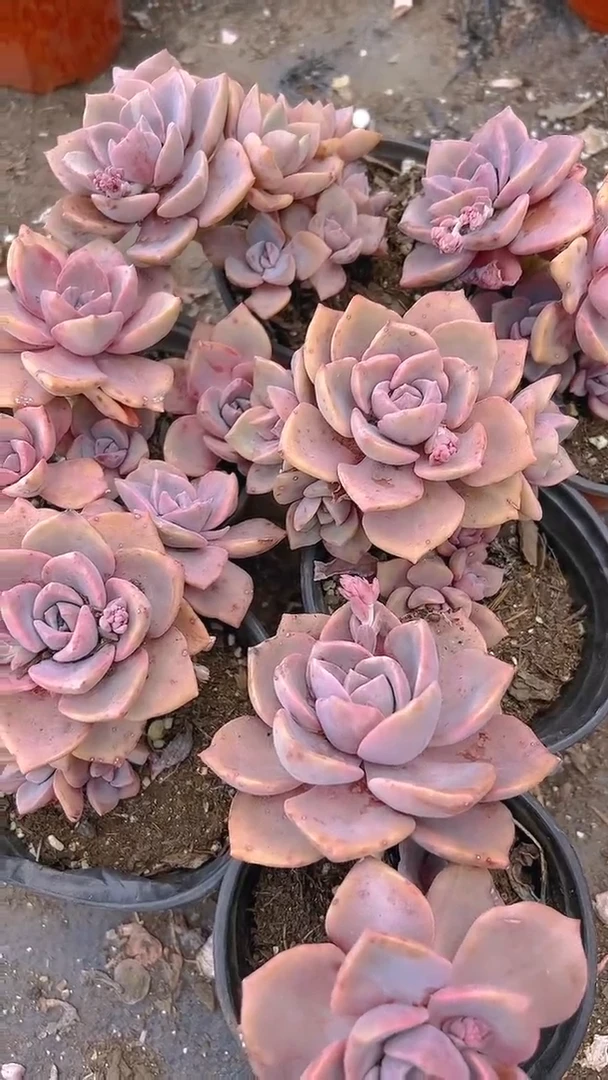 【闪购商品】彩虹糖8盆