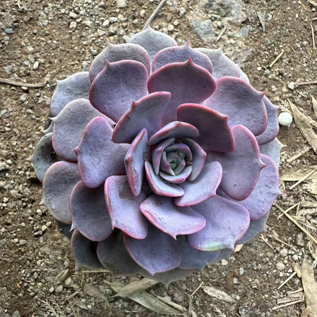 粉蝶4盆 花伴多肉 满15包邮