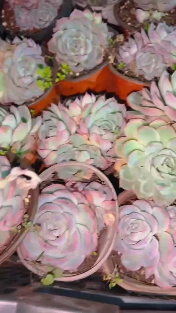 【闪购商品】侧影5盆