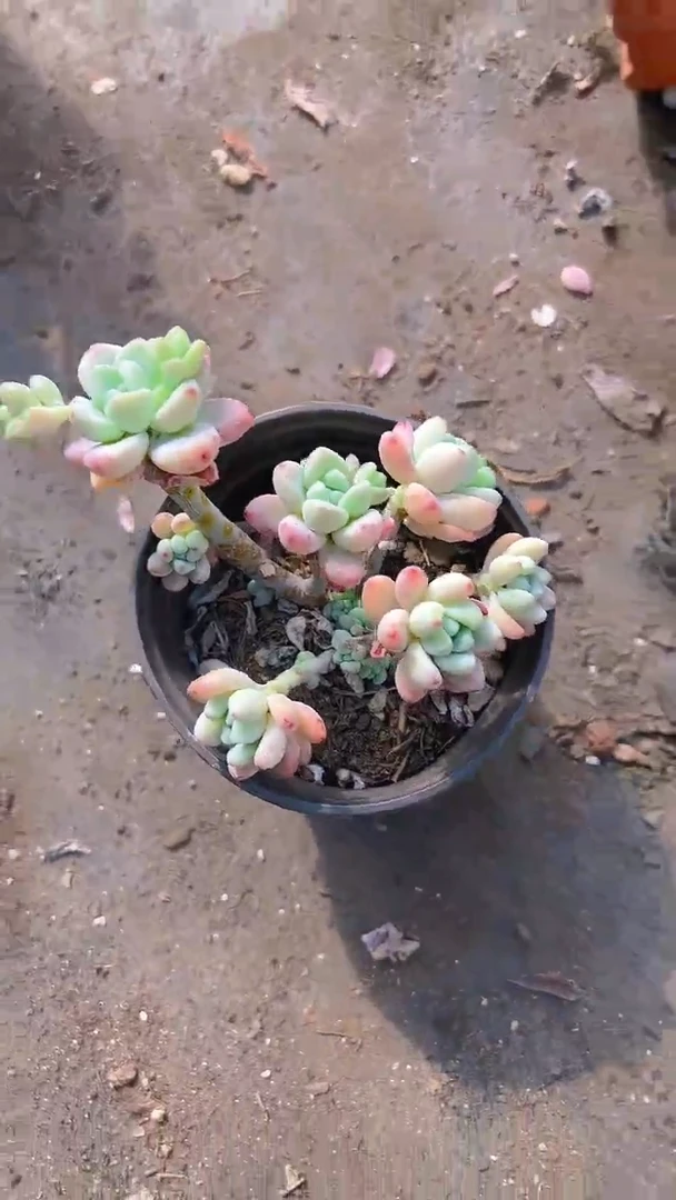 【闪购商品】劳尔8盆
