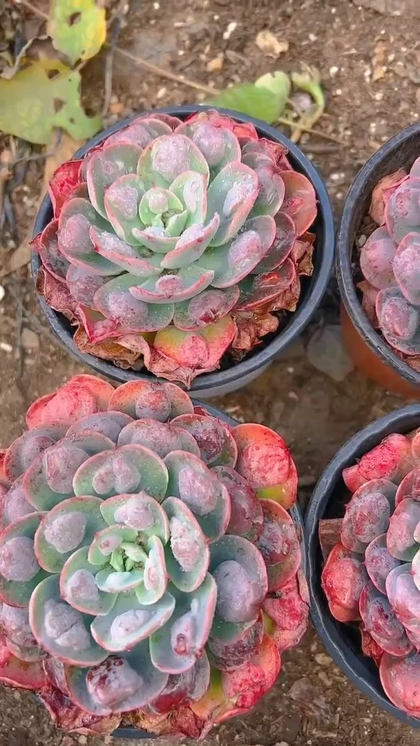 【闪购商品】雨滴6盆