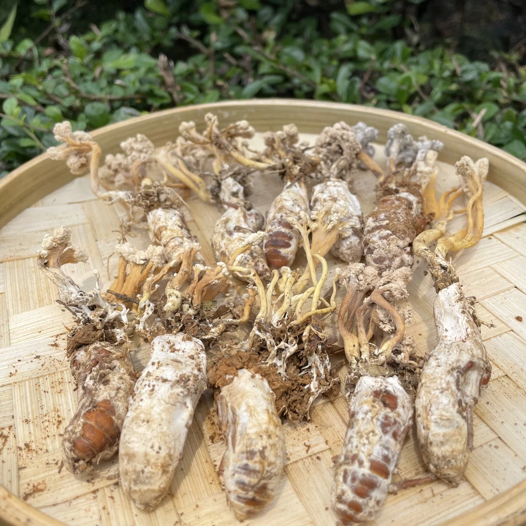 蝉花 南靖野苦竹蝉花 20只50只 100只 50克 煲汤好材料农产品