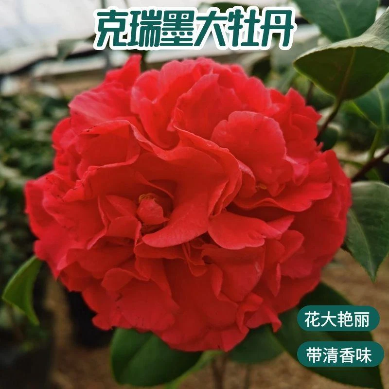 克瑞墨大牡丹茶花浓香巨型大花盆栽四季常青耐寒耐热品种茶花好养
