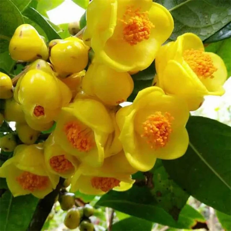 金花茶树苗原生带盆栽包邮名贵珍稀茶花品种植物阳台庭院