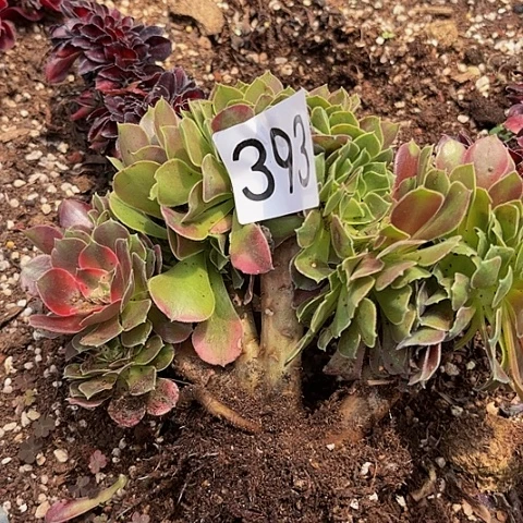 多肉植物香妃缀化393