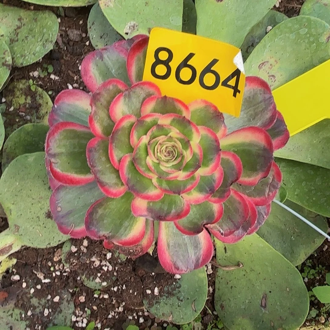 8664多肉植物不知名