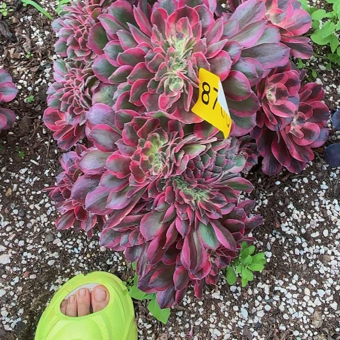 @****多肉植物女郎缀8706
