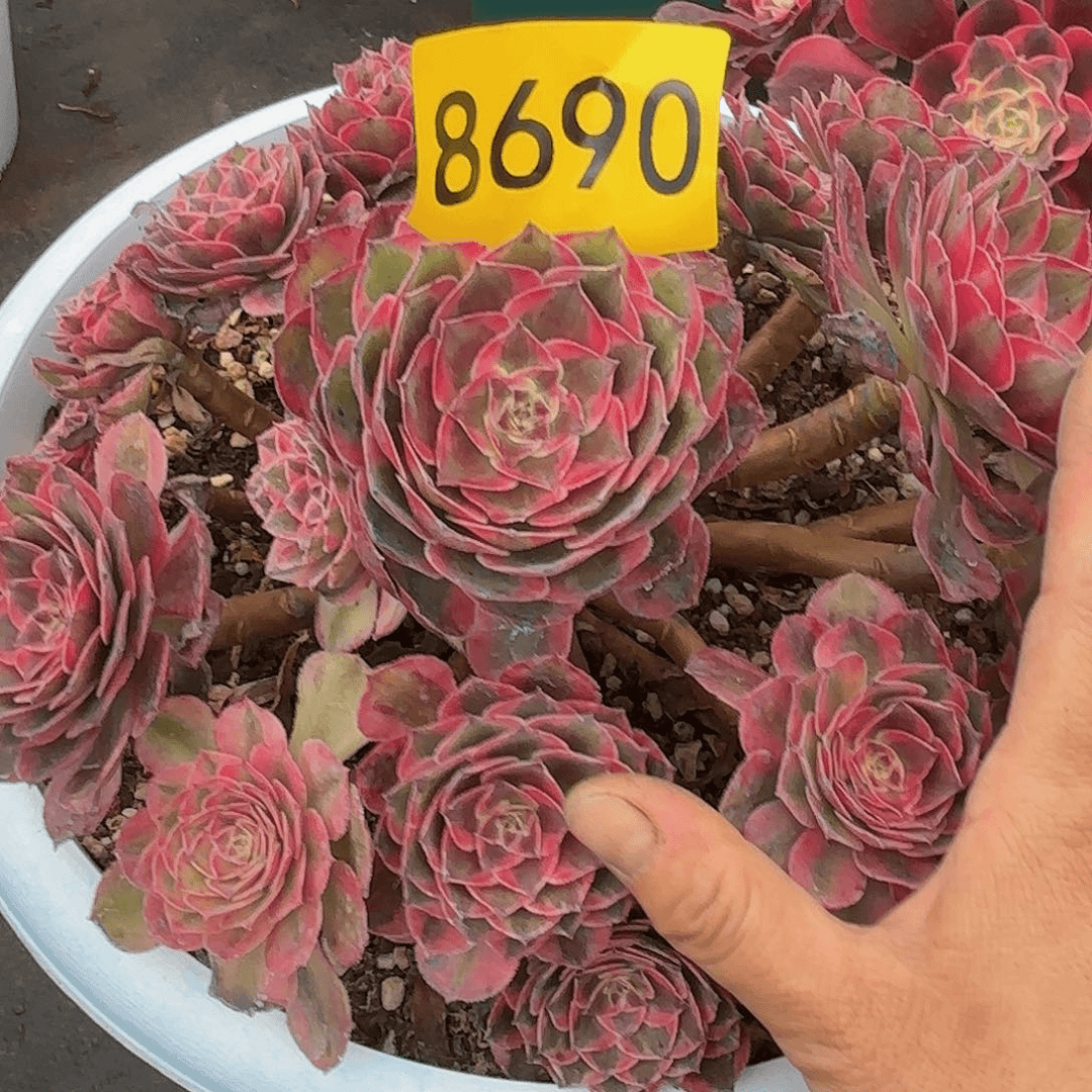 多肉植物云菏8690