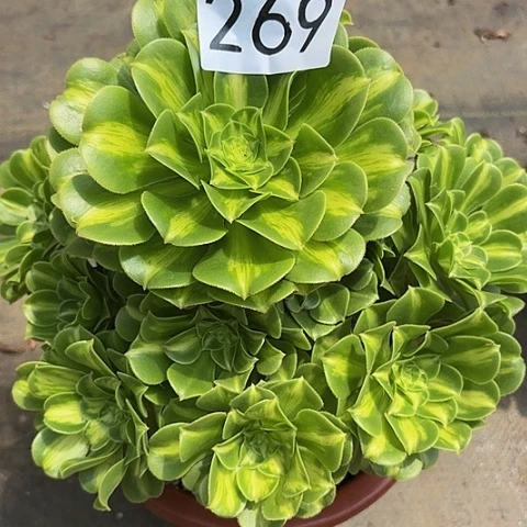 多肉植物琉璃269