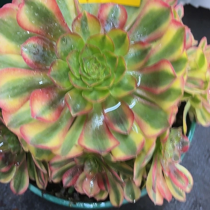 多肉植物雨菏021