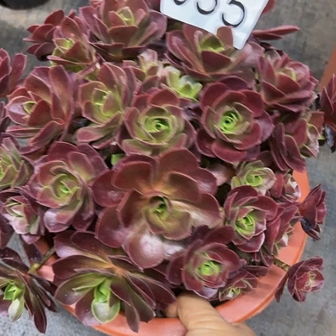 多肉植物玫瑰花 035