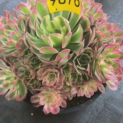 多肉植物粉水晶9876