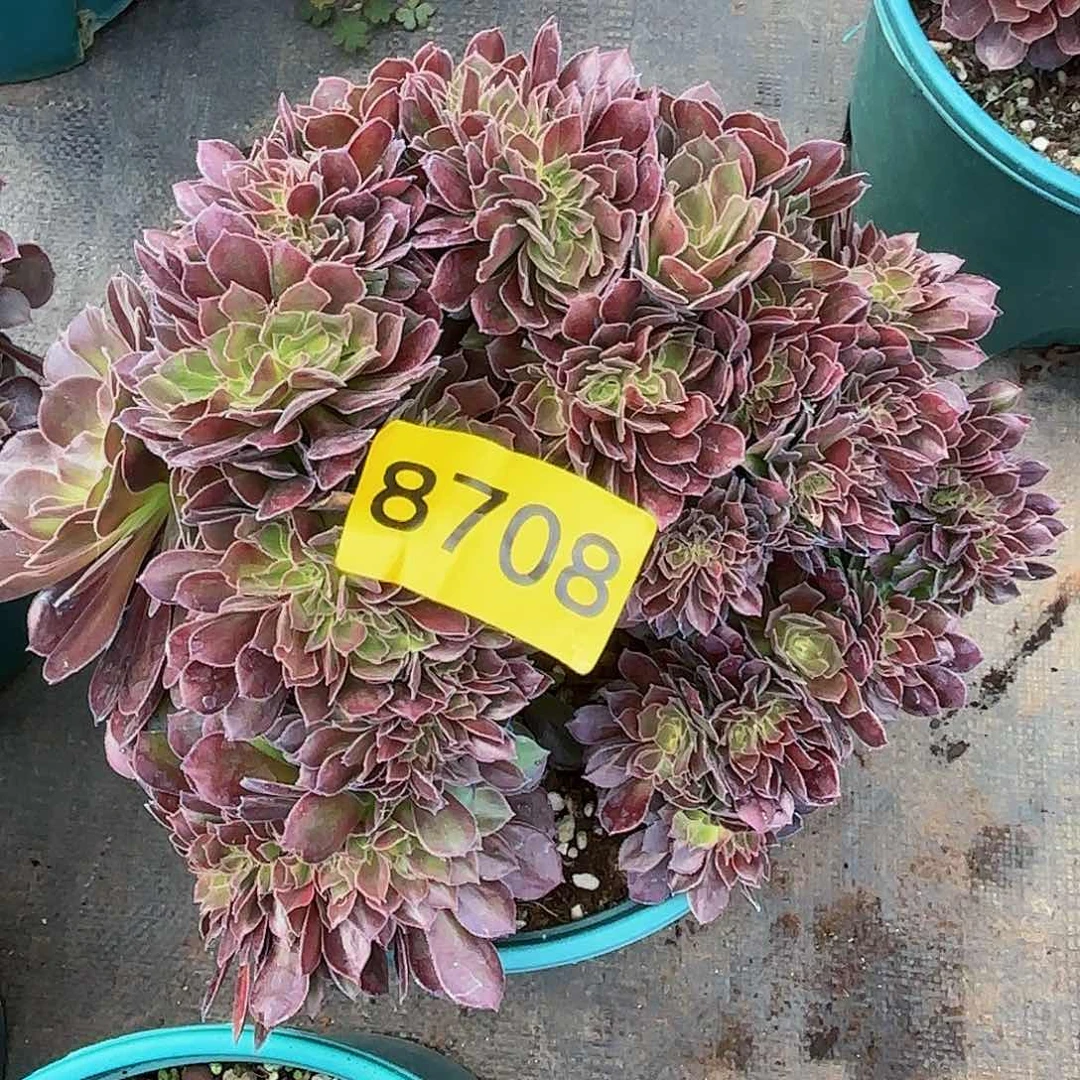 ?****州多肉植物红秀8708
