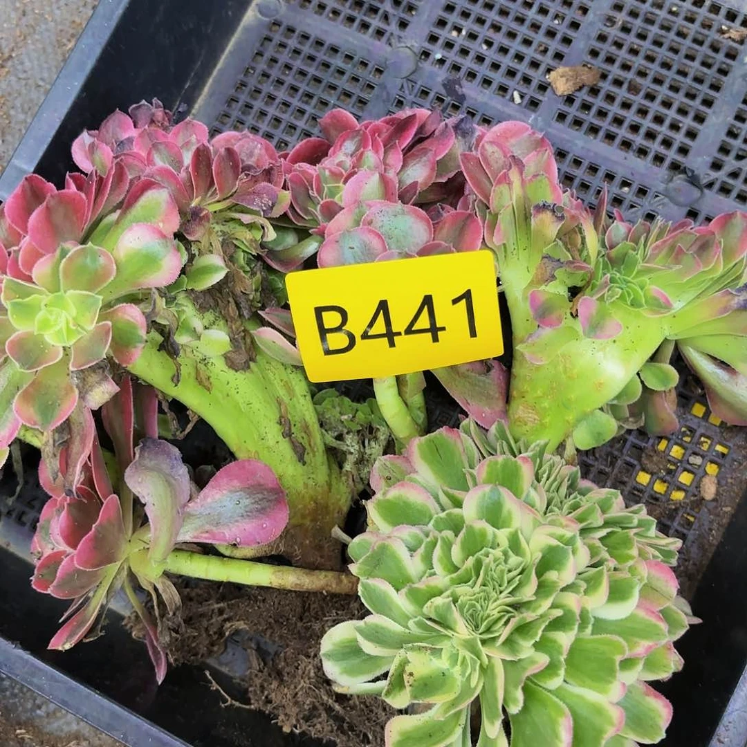 多肉植物缀化441不售后
