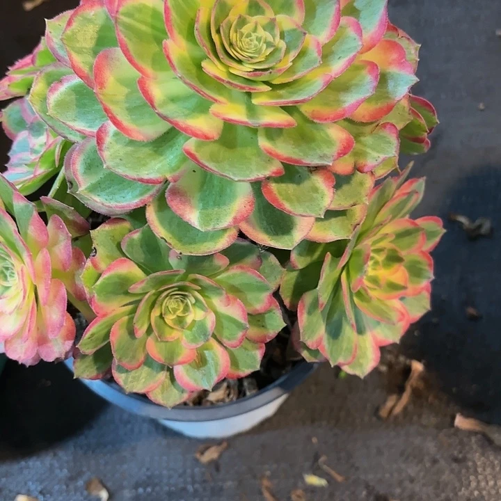 多肉植物海王036