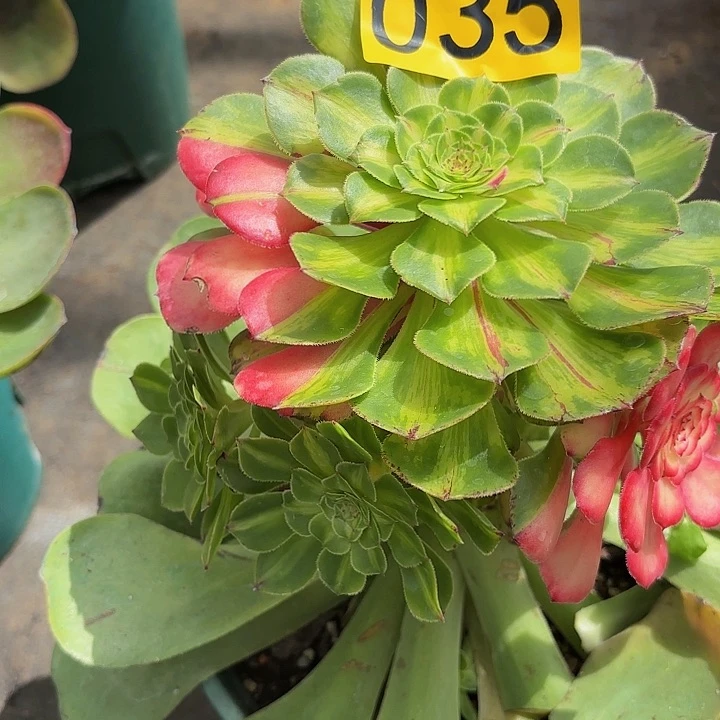 多肉植物知否035