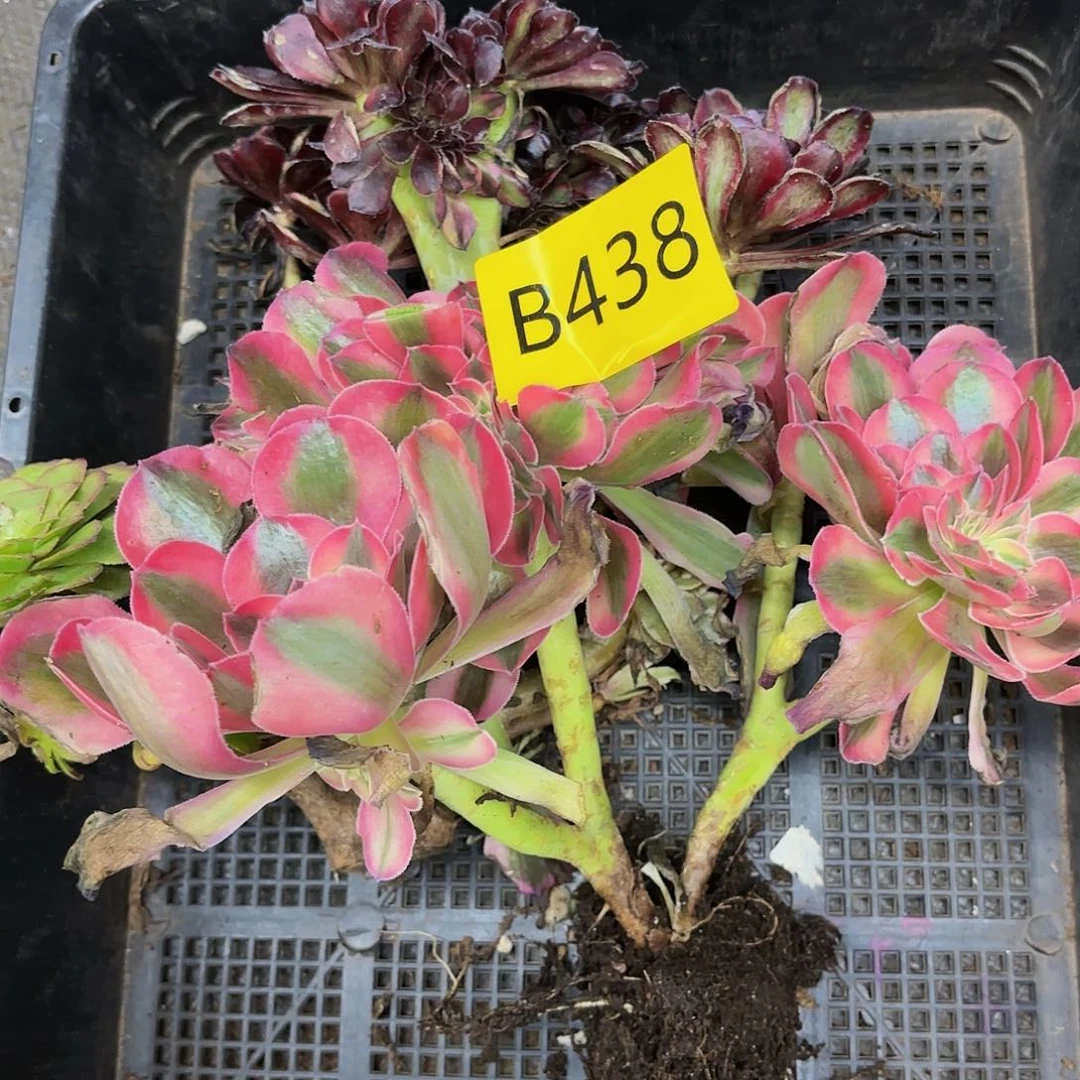 多肉植物缀化福利438不售后