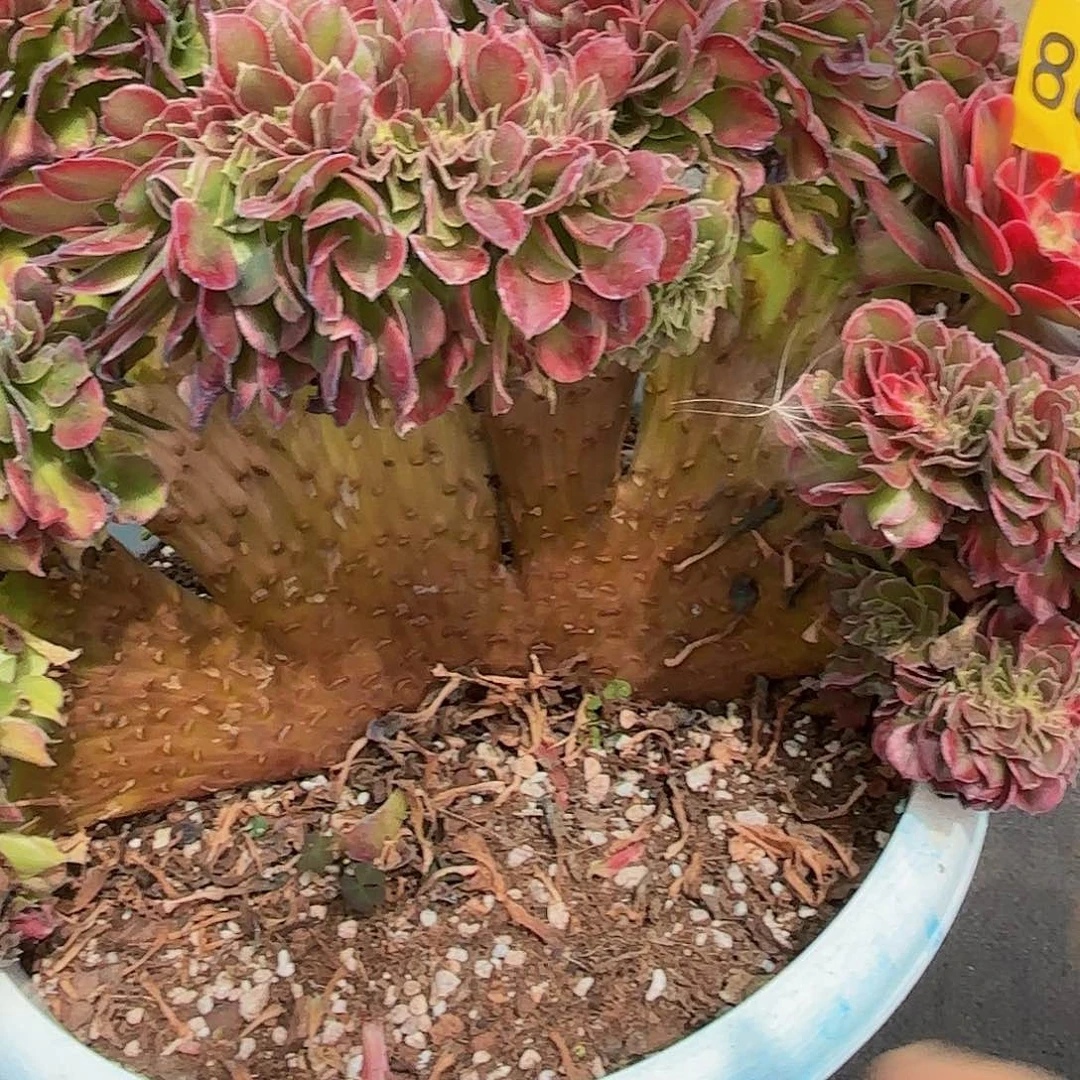 @****多肉植物香妃缀8695