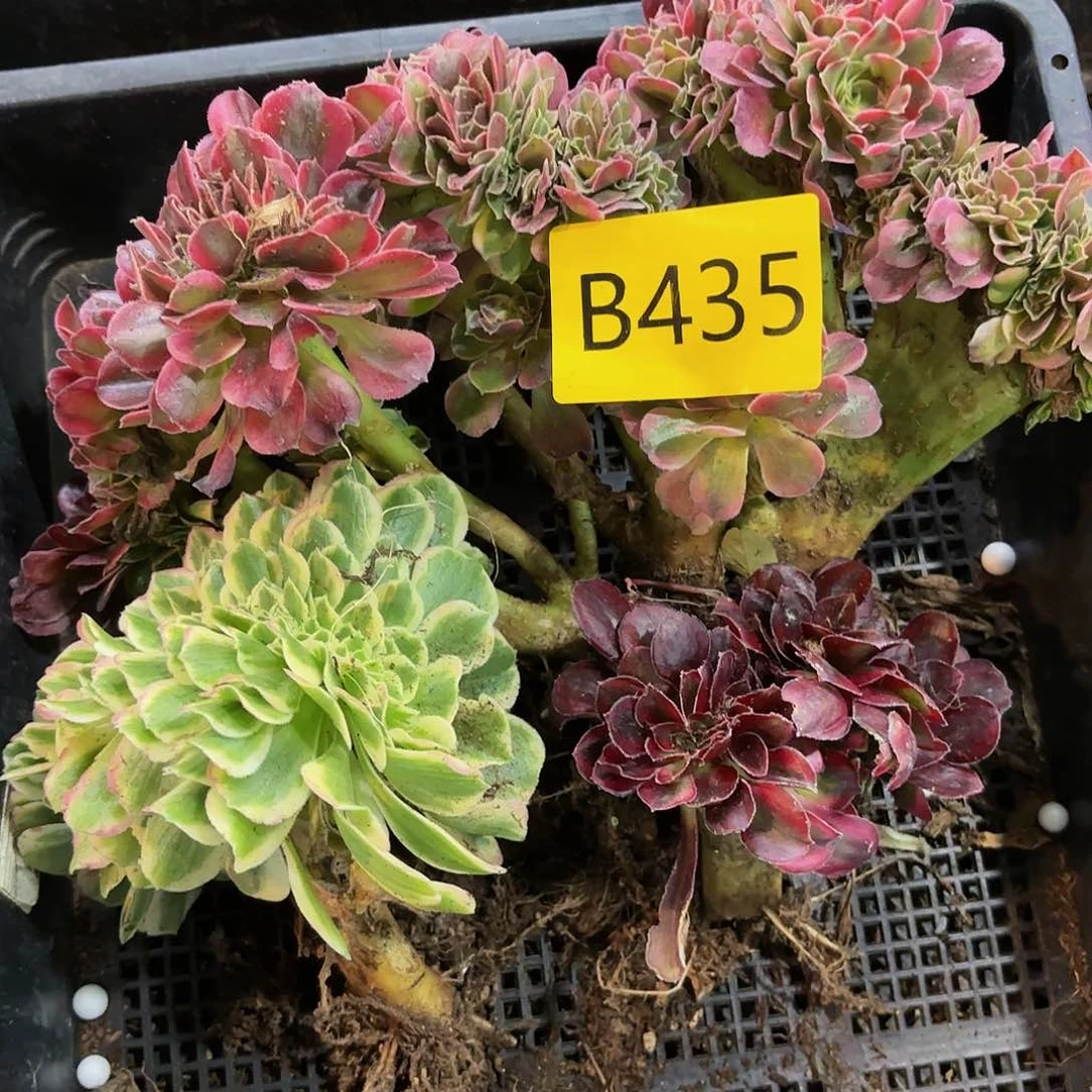多肉植物缀化435不售后