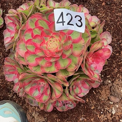 多肉植物荔枝423