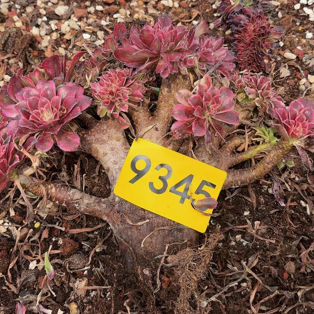 蓝*莲多肉植物缀化9345不售后