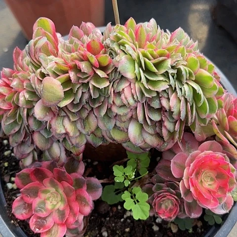 多肉植物缀化212