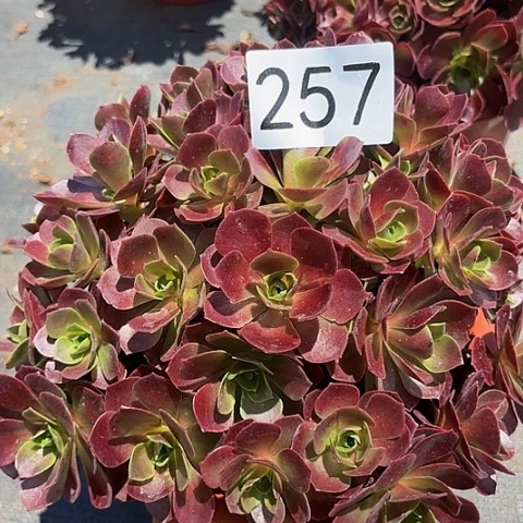 多肉植物玫瑰257