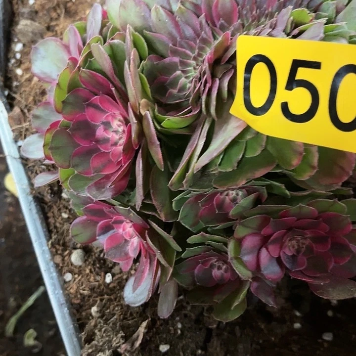 多肉植物荔枝缀化050