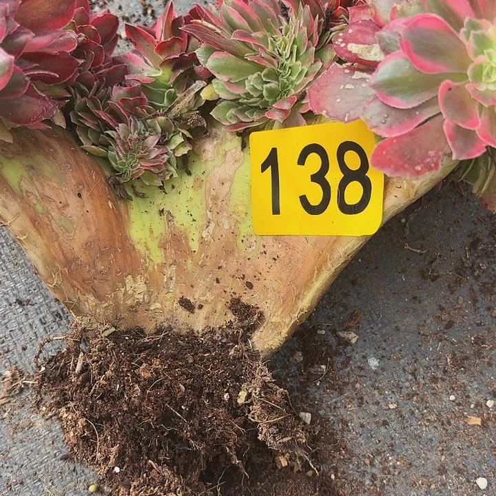 步****6多肉植物福利138