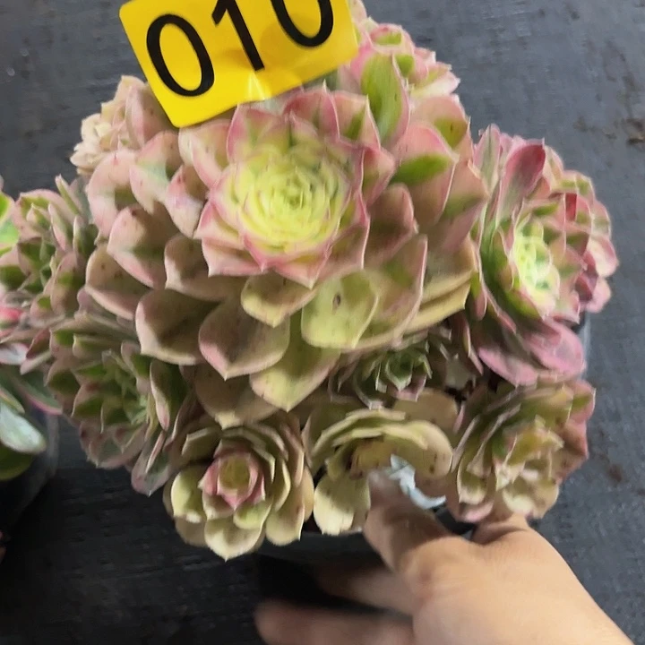 多肉植物玉子010