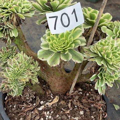 多肉植物缀化701