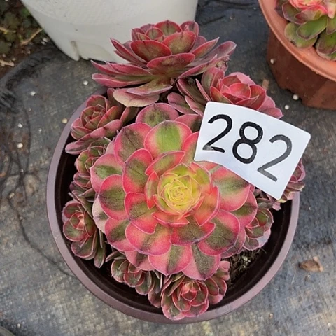 多肉植物荔枝282