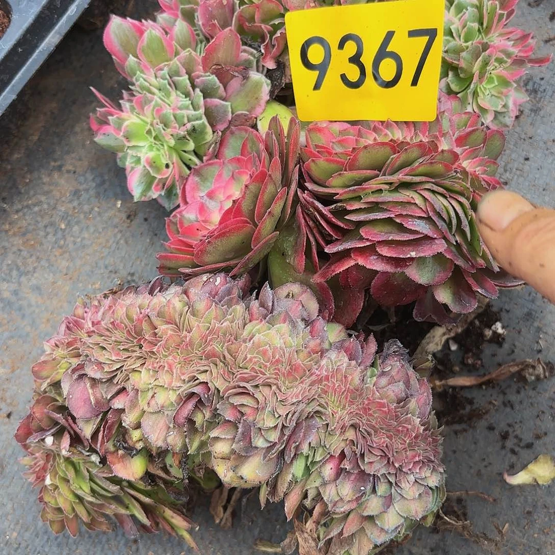 幸*多肉植物缀化9367福利