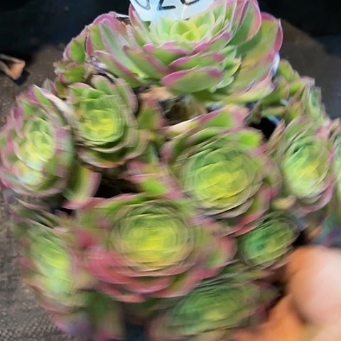 多肉植物海王028