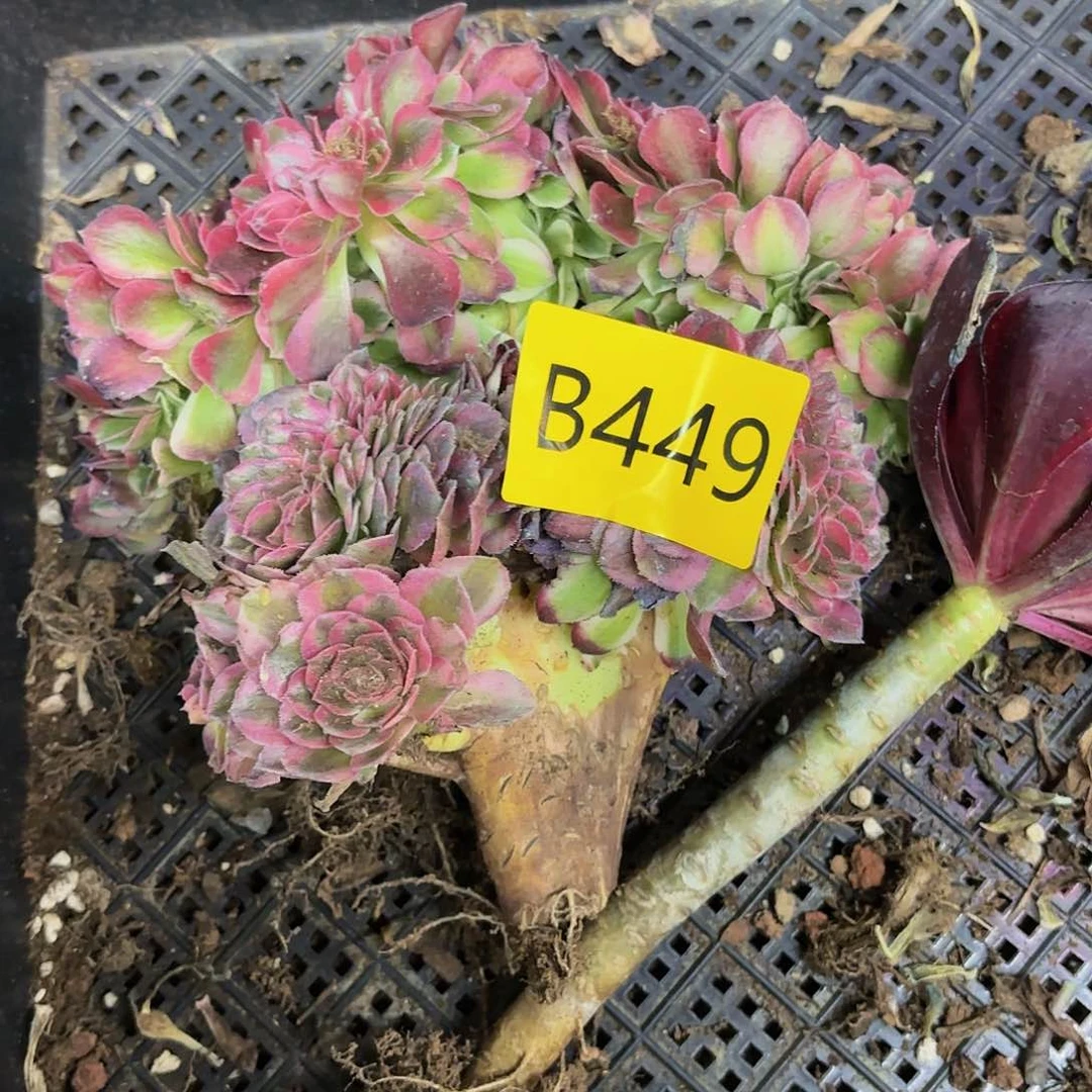 多肉植物缀化449不售后