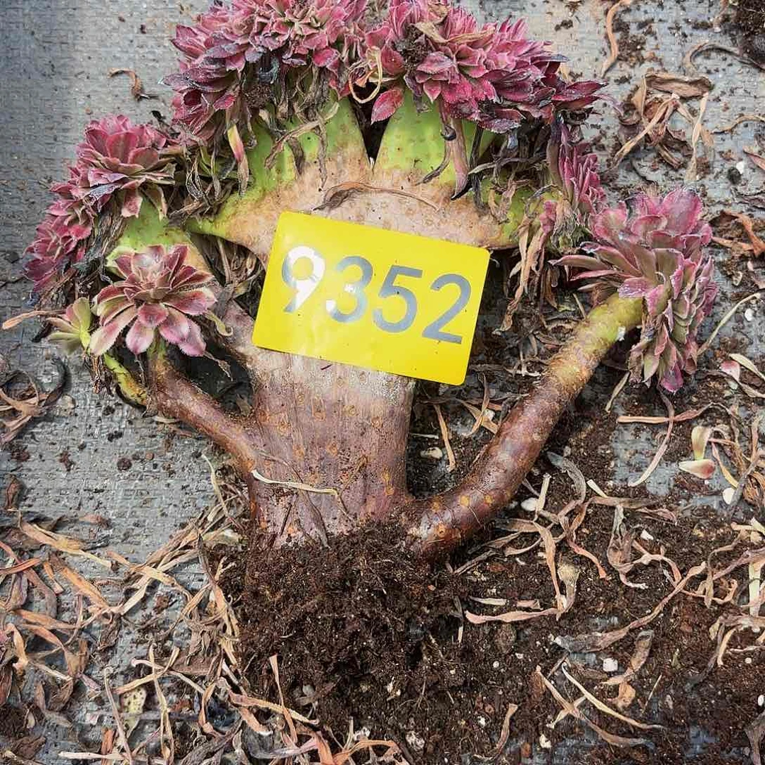 多肉植物缀化9352