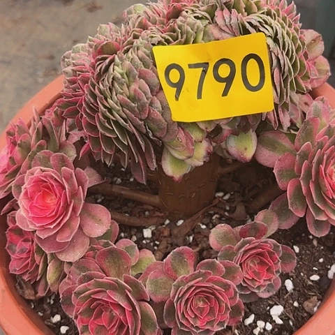 多肉植物倾城9790