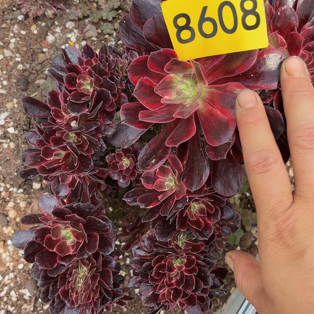 多肉植物白婚纱缀化的8608