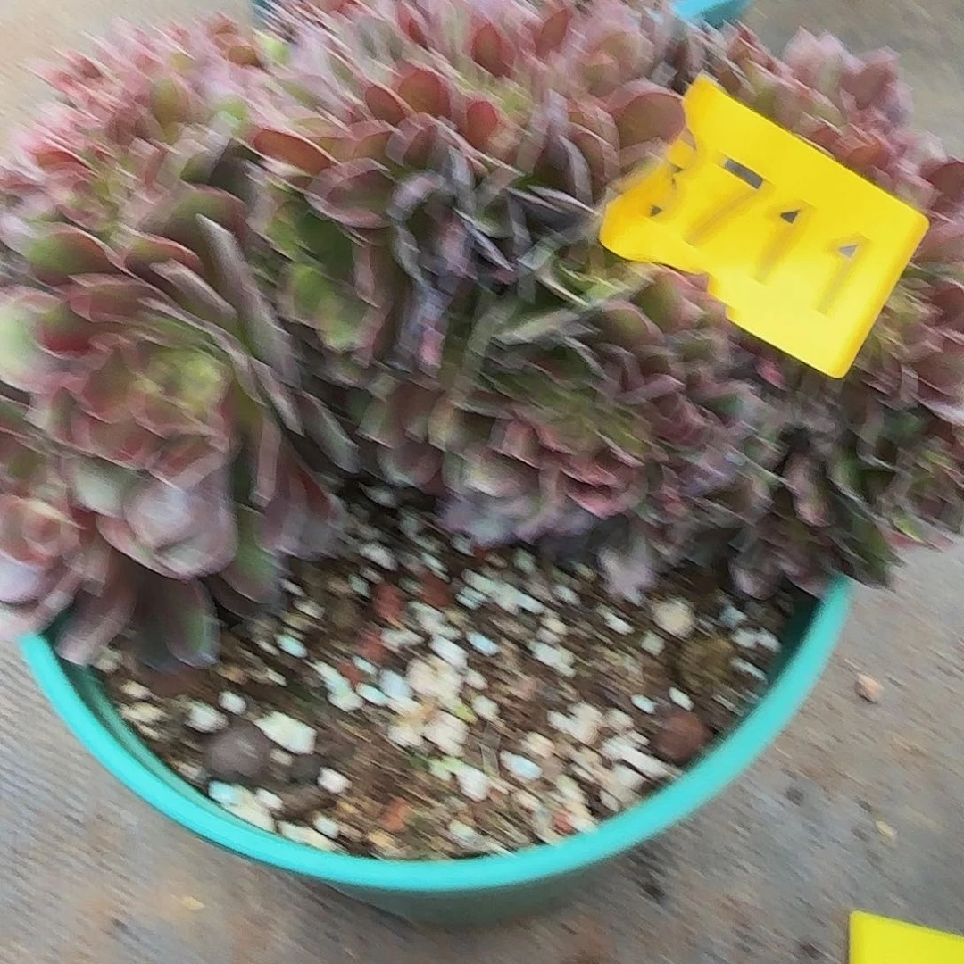 云*多肉植物红秀追8711