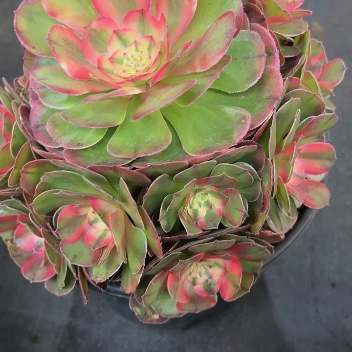 多肉植物荔枝012