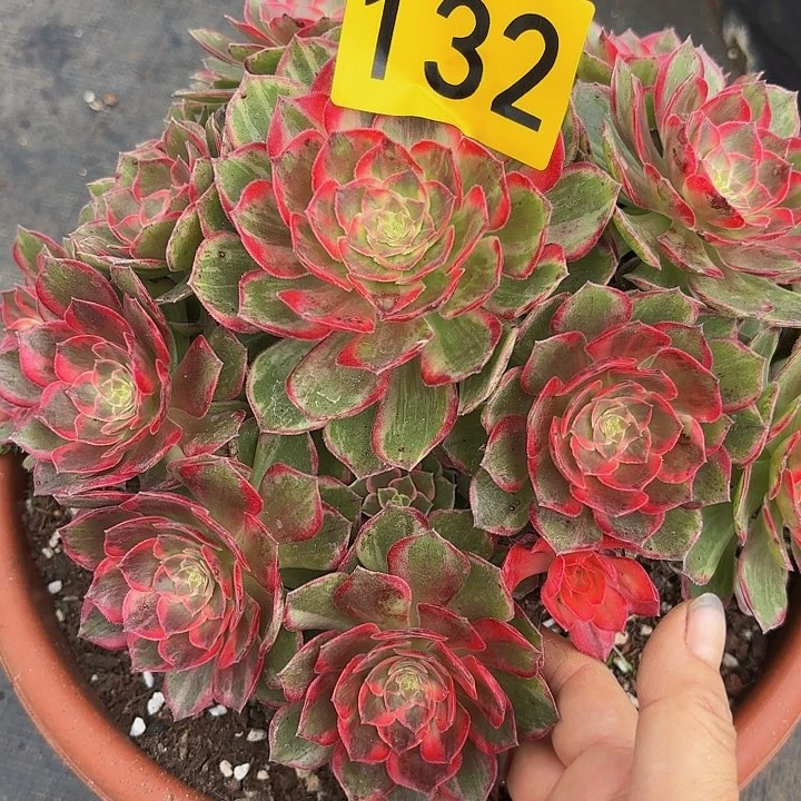 多肉植物万花筒132