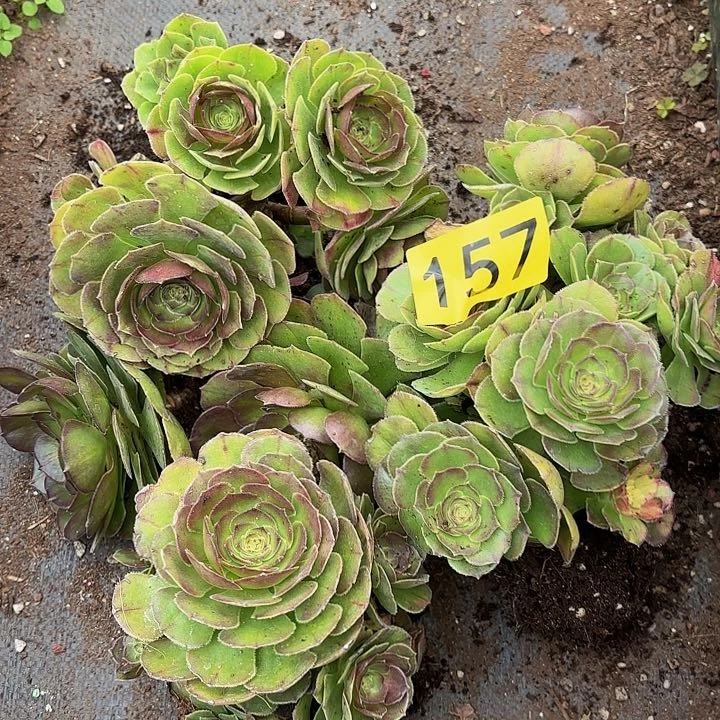 多肉植物福利157不售后